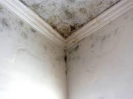 Environmental Consulting for Mold Prevention in Mukwonago, WI